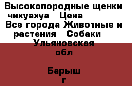 Высокопородные щенки чихуахуа › Цена ­ 25 000 - Все города Животные и растения » Собаки   . Ульяновская обл.,Барыш г.